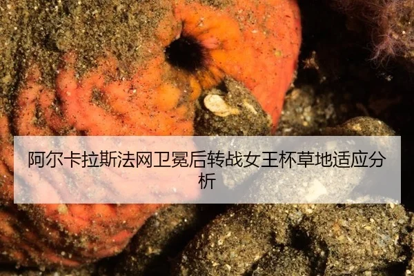 阿尔卡拉斯法网卫冕后转战女王杯草地适应分析